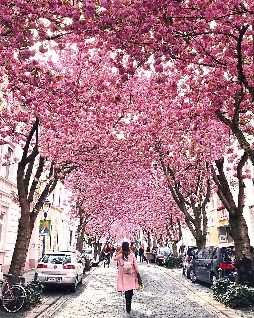 Incredible Cherry Blossoms in the Streets of Bonn, Germany Plants