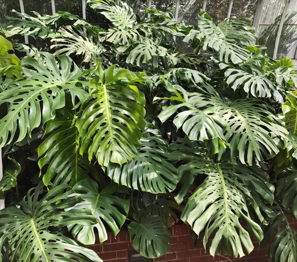 Monstera Plant Everything You Need to Know Plants