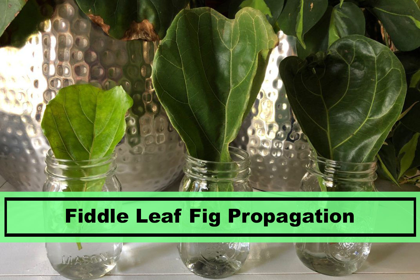 Best Steps to Fiddle Leaf Fig Propagation for 2019 Plants Spark Joy