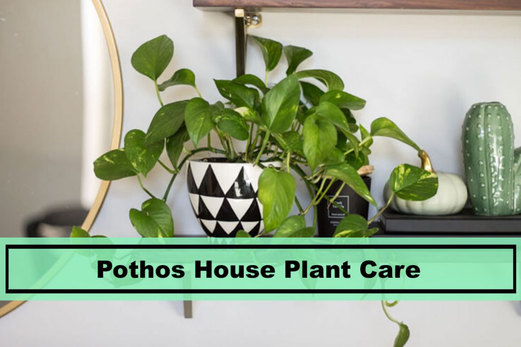 golden marble pothos house plant