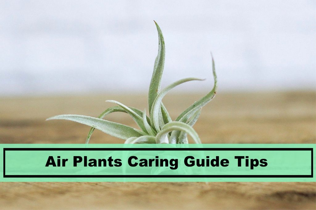 how to care for air plants
