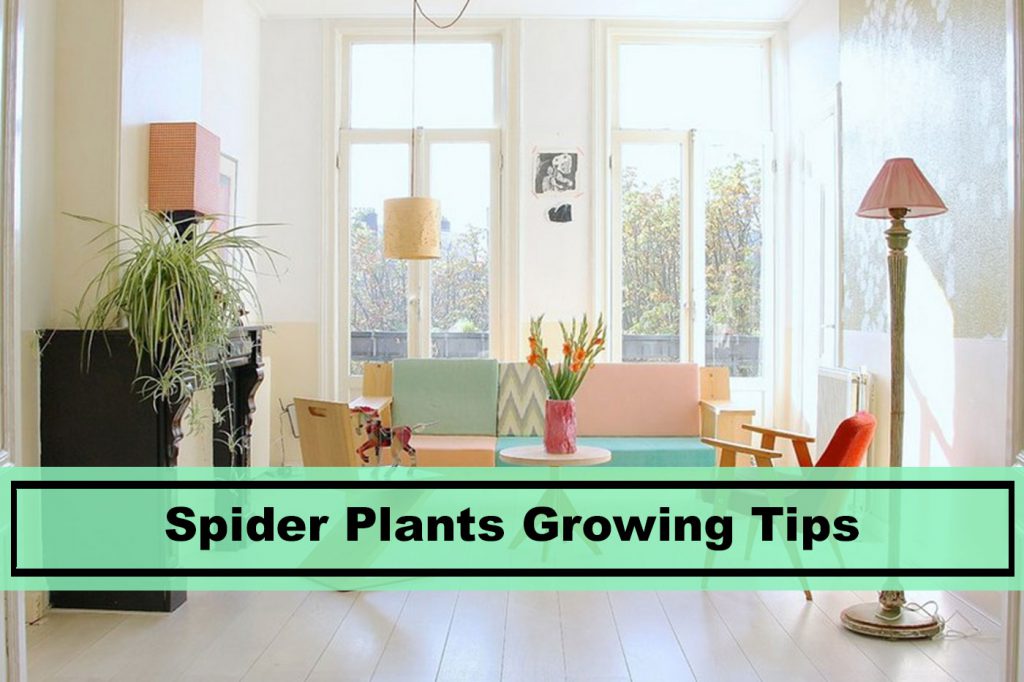 growing spider plant inside home