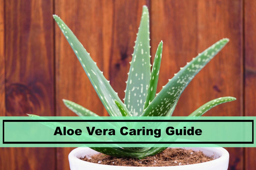 aloe vera house plant caring guide