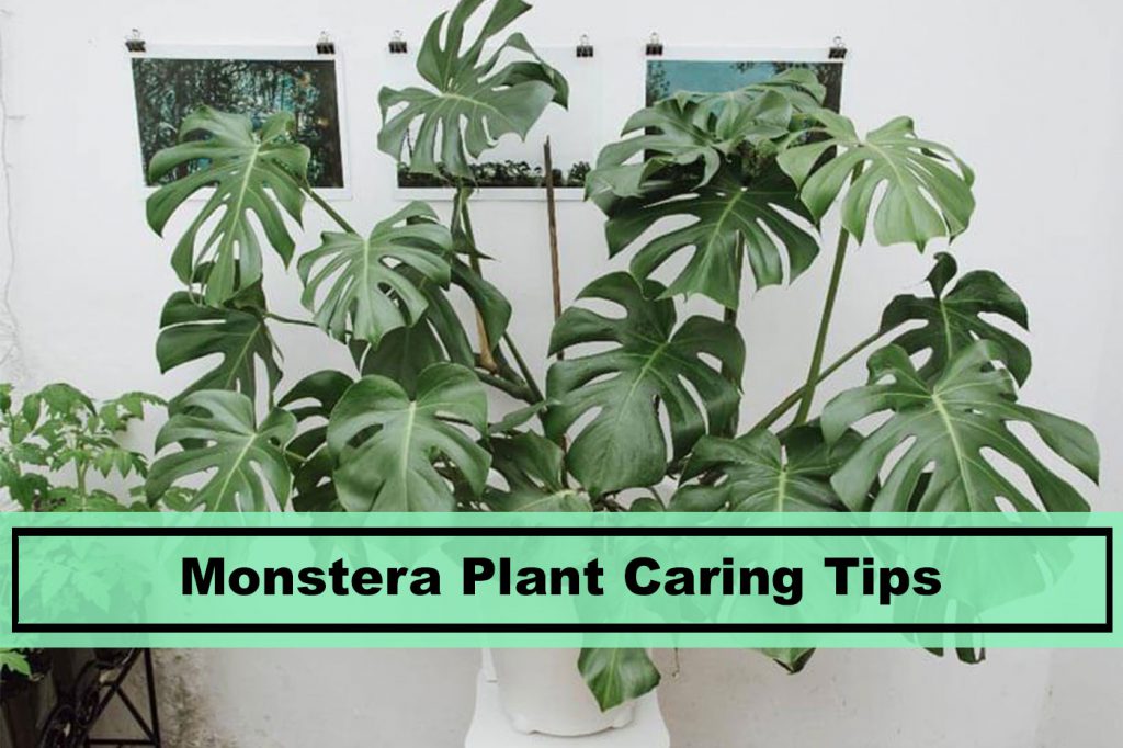 monstera deliciosa swiss cheese plant caring tips