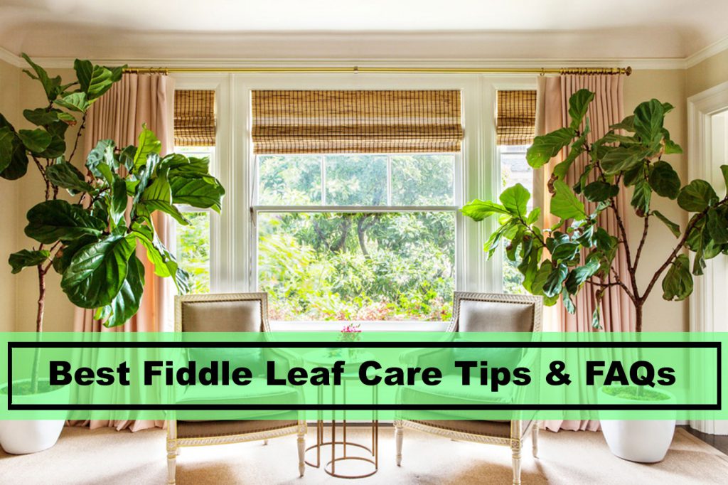 best caring tips for fiddle leaf figs