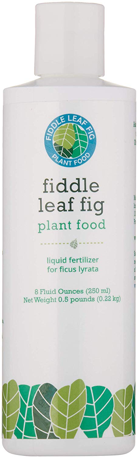 propagation for fiddle leaf fig trees plant food