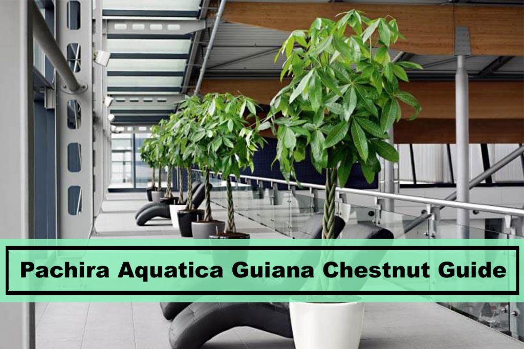 Pachira Aquatica Guiana Chestnut House Plant Guide