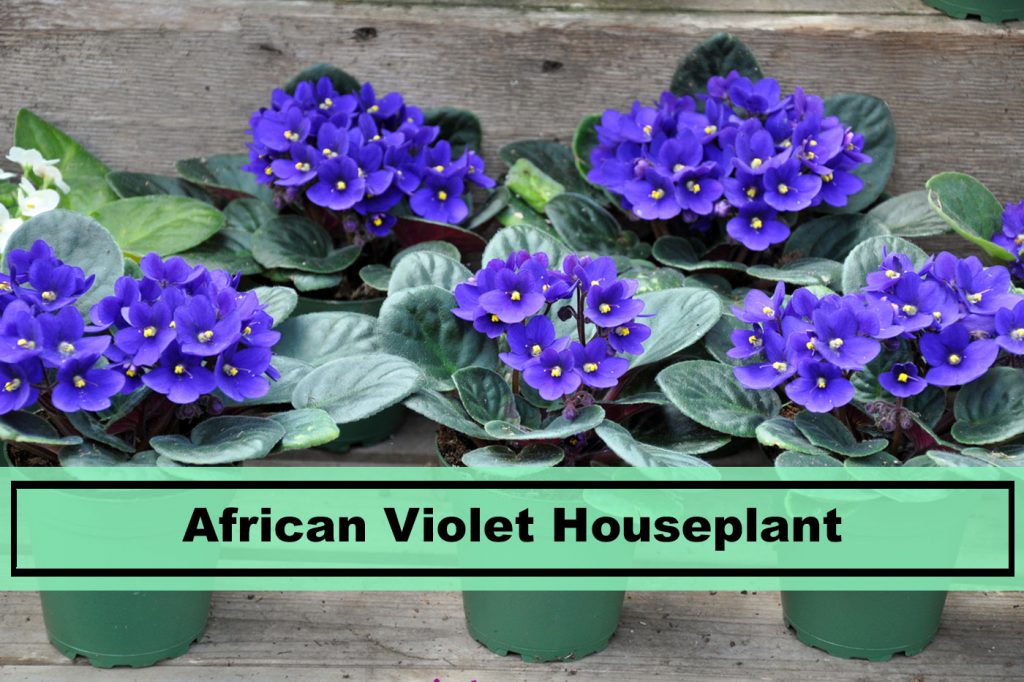 african violet indoor house plant care
