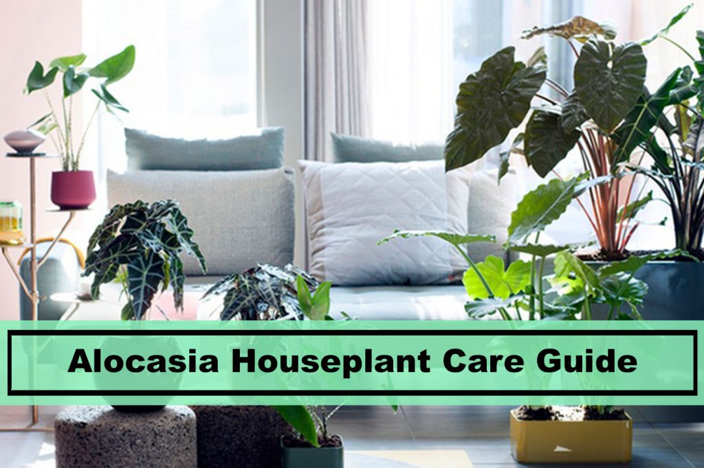 alocasia houseplant care guide tips
