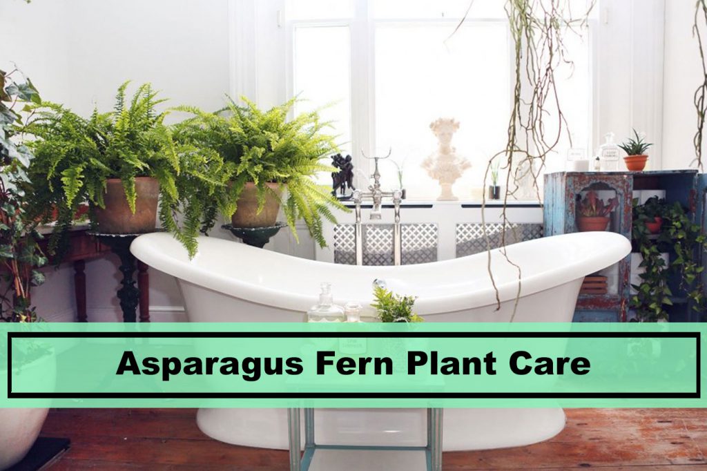 house plant asparagus fern care tips