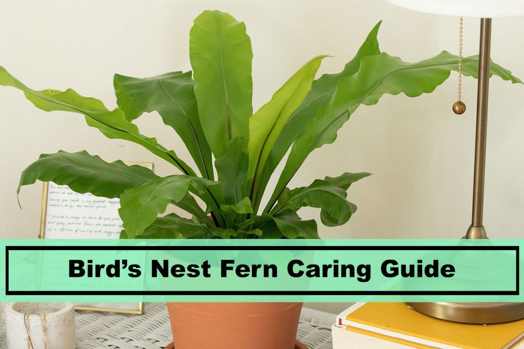 Birds Nest Fern indoor houseplant care guide