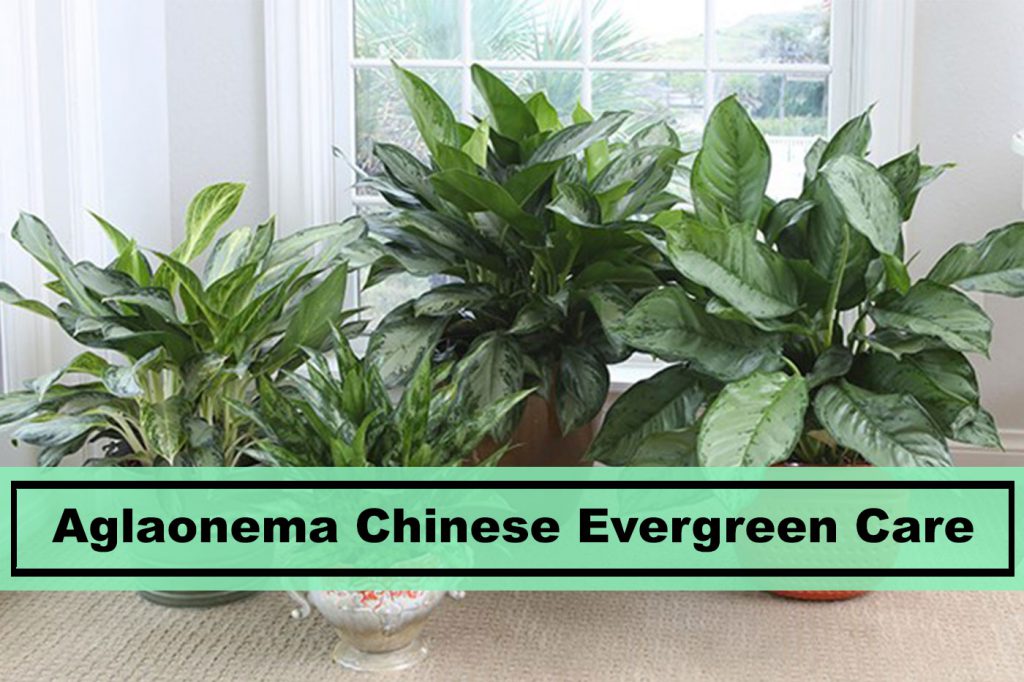 aglaonema chinese evergreen houseplant care tips