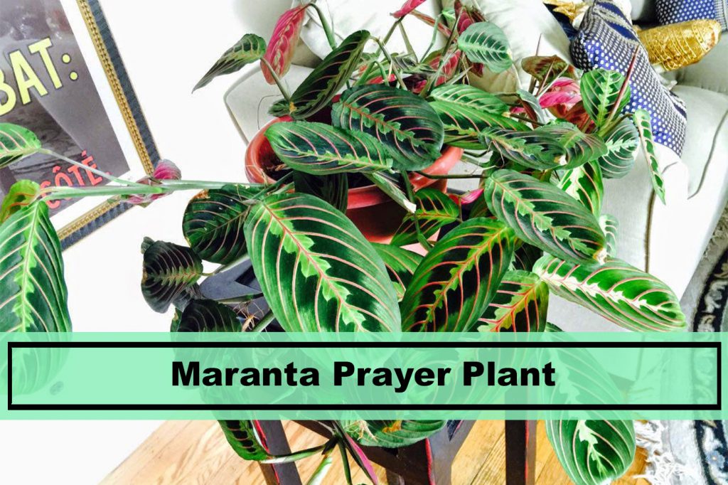 house plant maranta prayer plant care tips