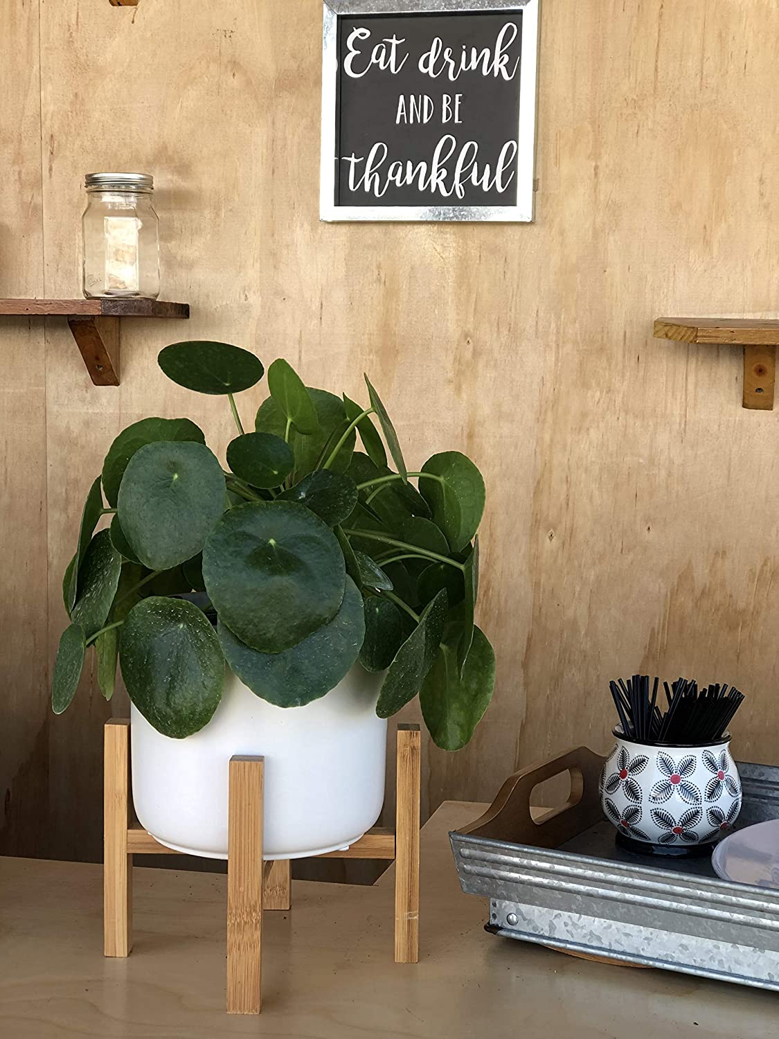 mid century pot with chinese money plant