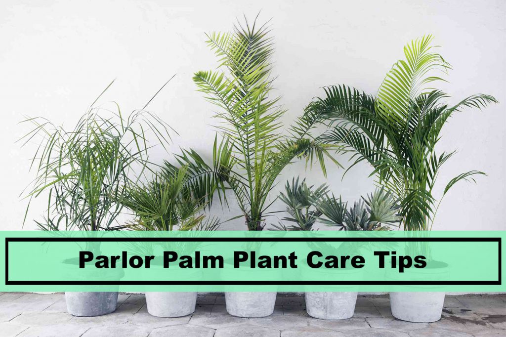 parlor palm house plant care tips
