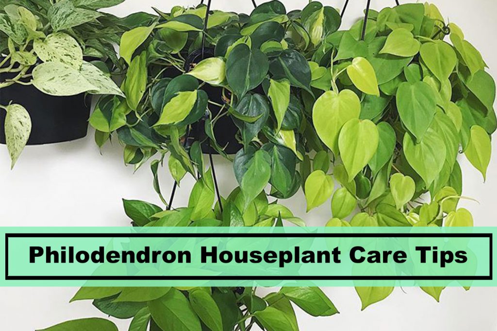 philodendron houseplant care tips and grow guide