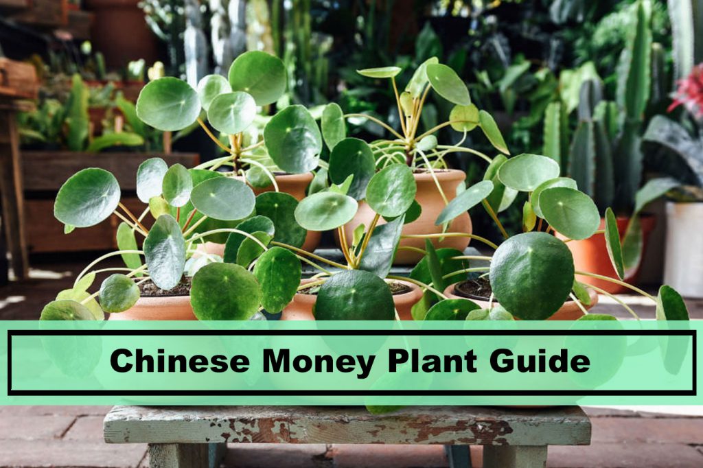 pilea peperomioides chinese money plant house guide