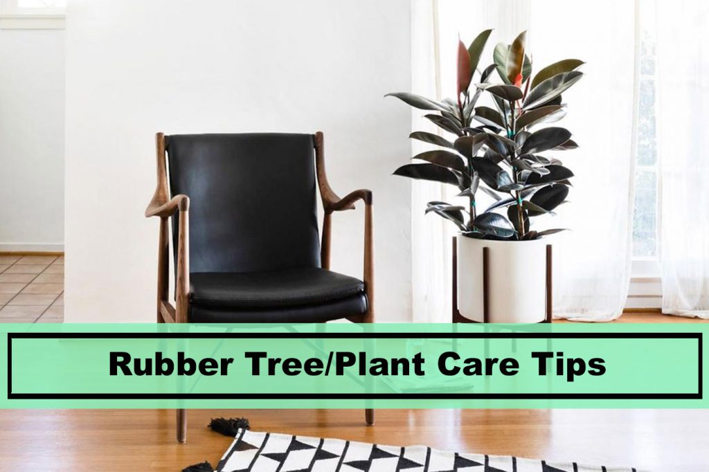 best rubber tree house plant caring tips