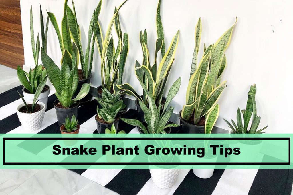 sansevieria snake plant growing care tips