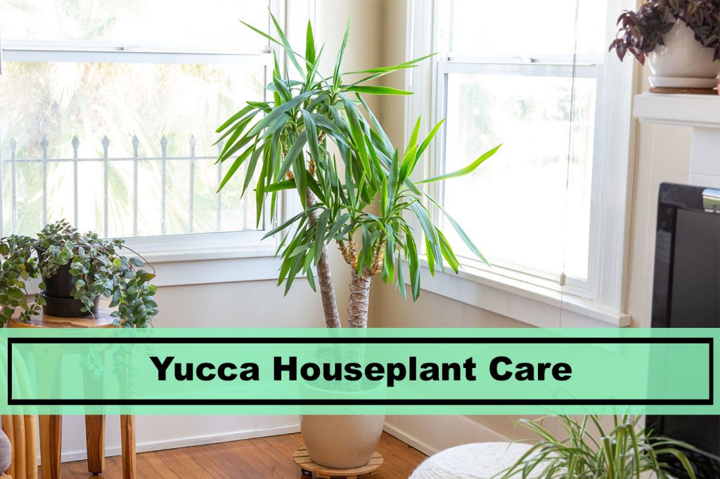 yucca indoor houseplant care guide