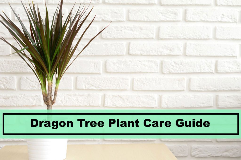 dracaena dragon tree plant care and growing tips