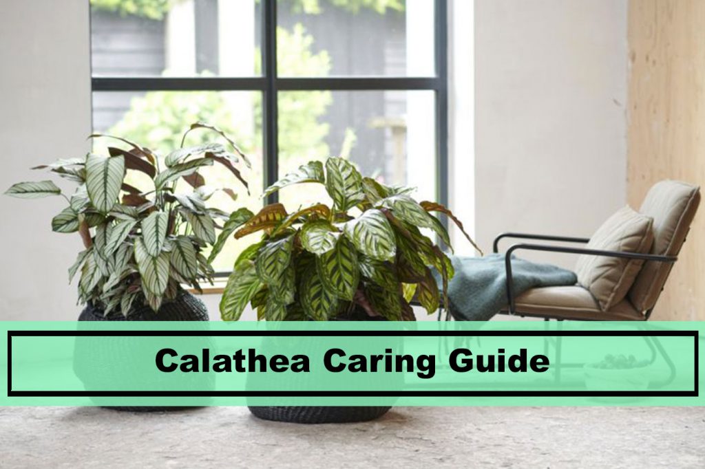 Calathea house plant caring guide best way to grow house plant