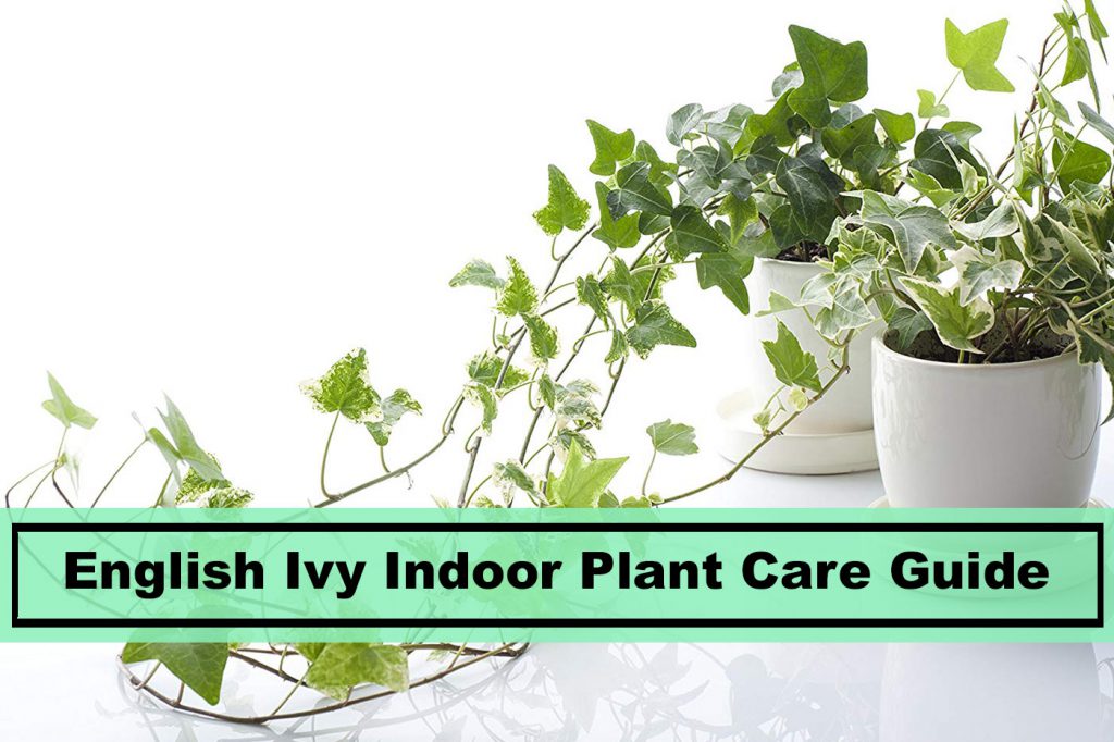 vegetated english ivy indoor house plant caring tip