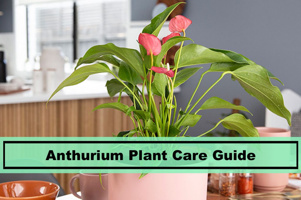 Anthurium plant blooming in potter care guide and tips
