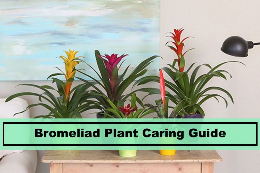 Bromeliad House Plants Growing and Caring Guide