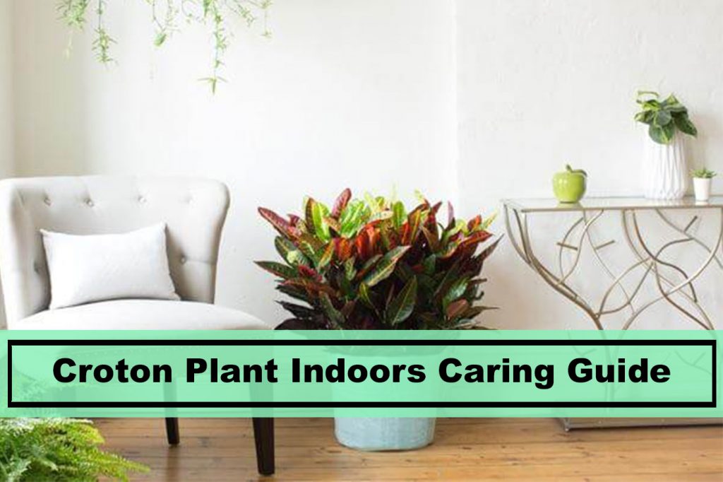 Croton Plant Indoors Home Decor