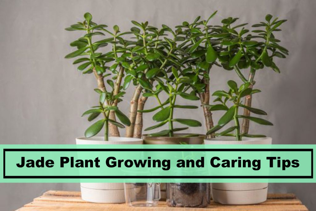 jade house plant growing and caring tips