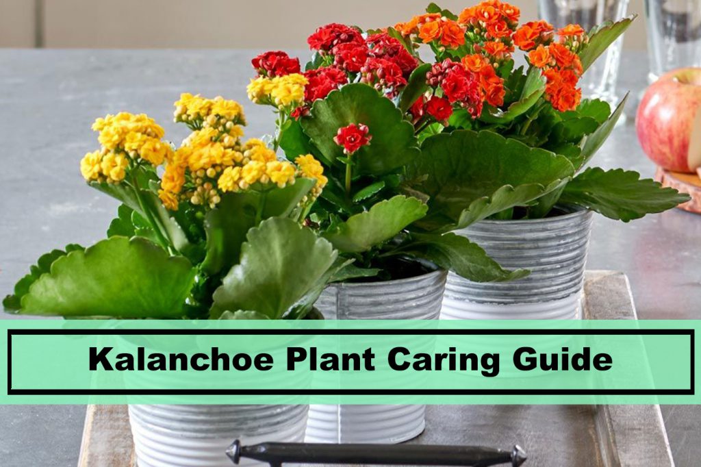 Kalanchoe Plant Care and Grow Guide