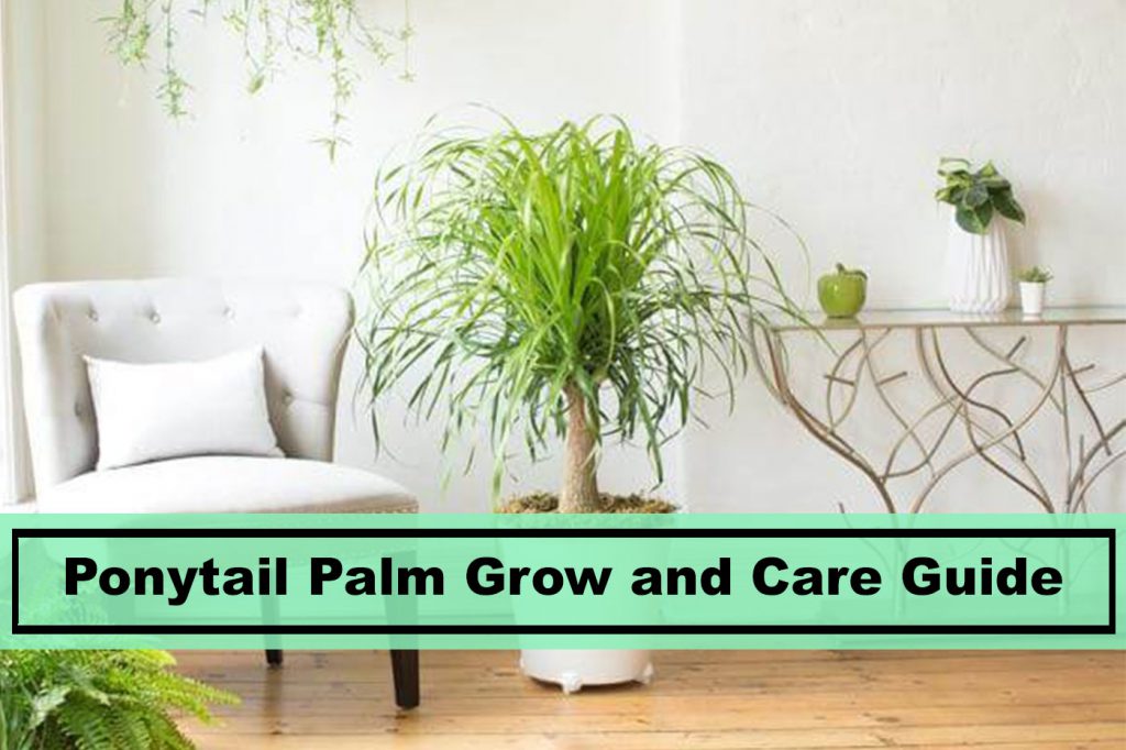 ponytail palm home decor indoor plants care guide