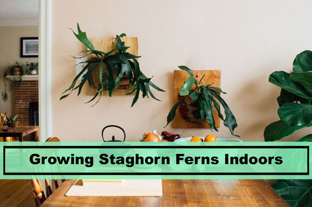 staghorn ferns hanging on wall home decor