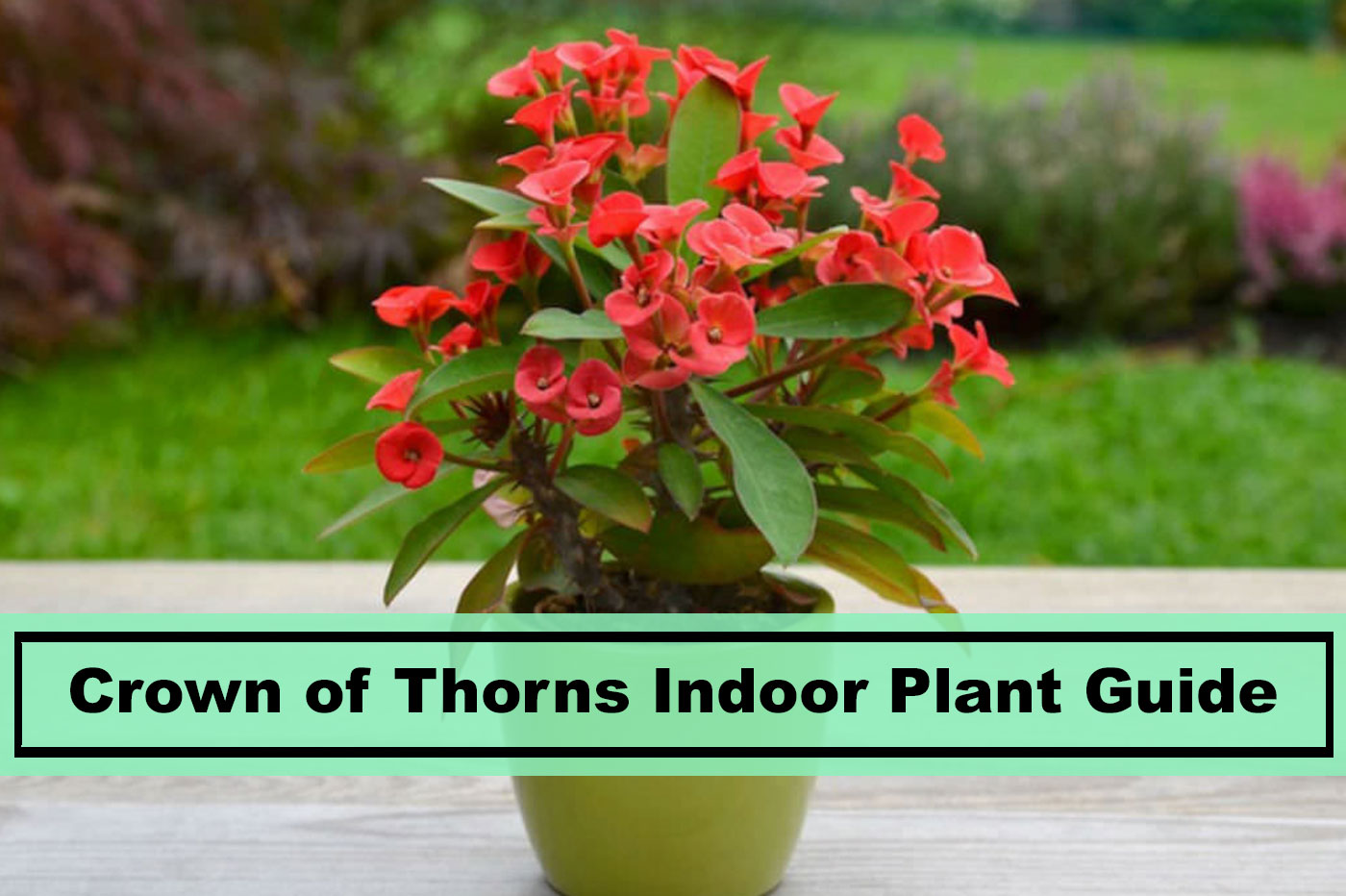 crown of thorns indoor plant guide and caring tips