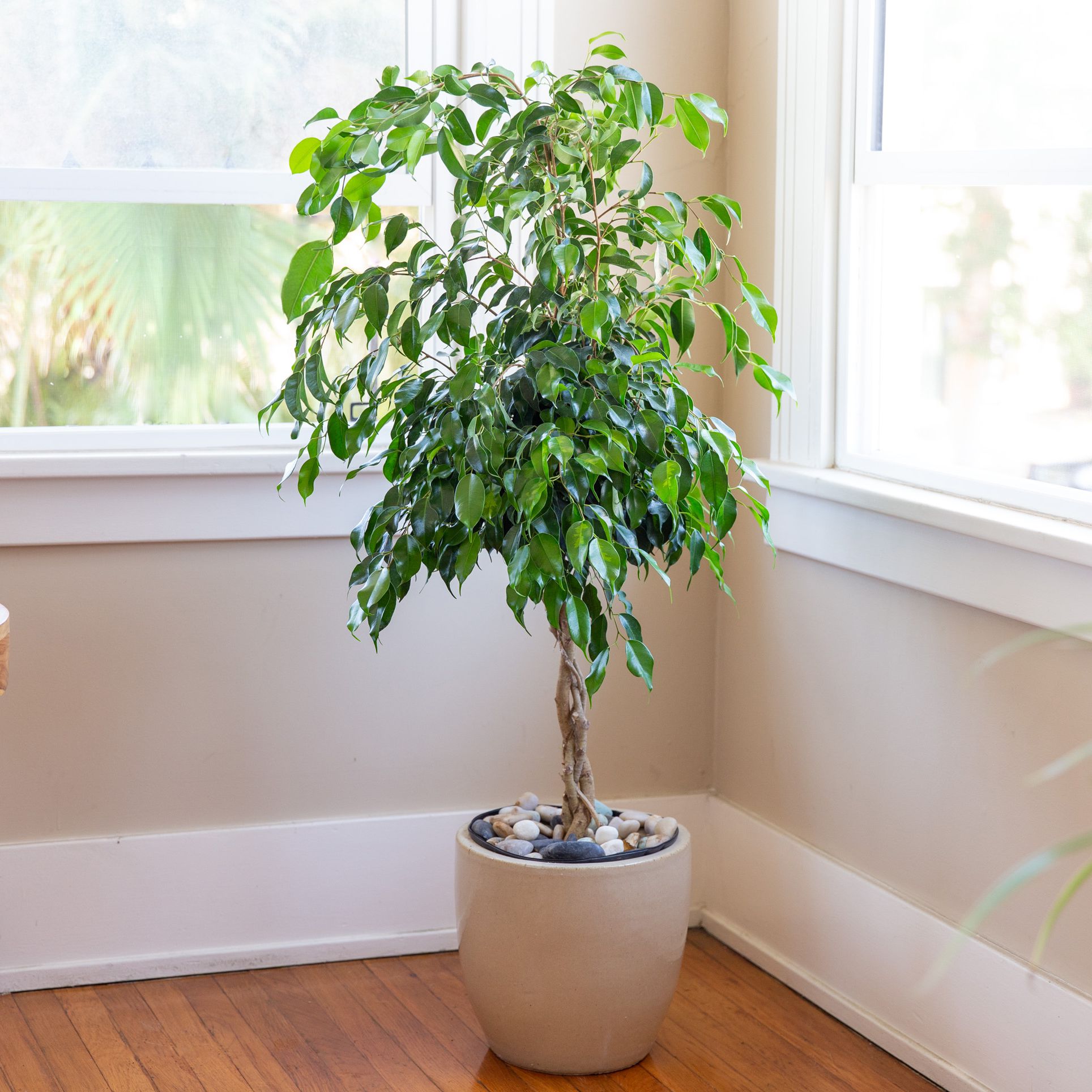 ficus weeping fig air purifying house plant