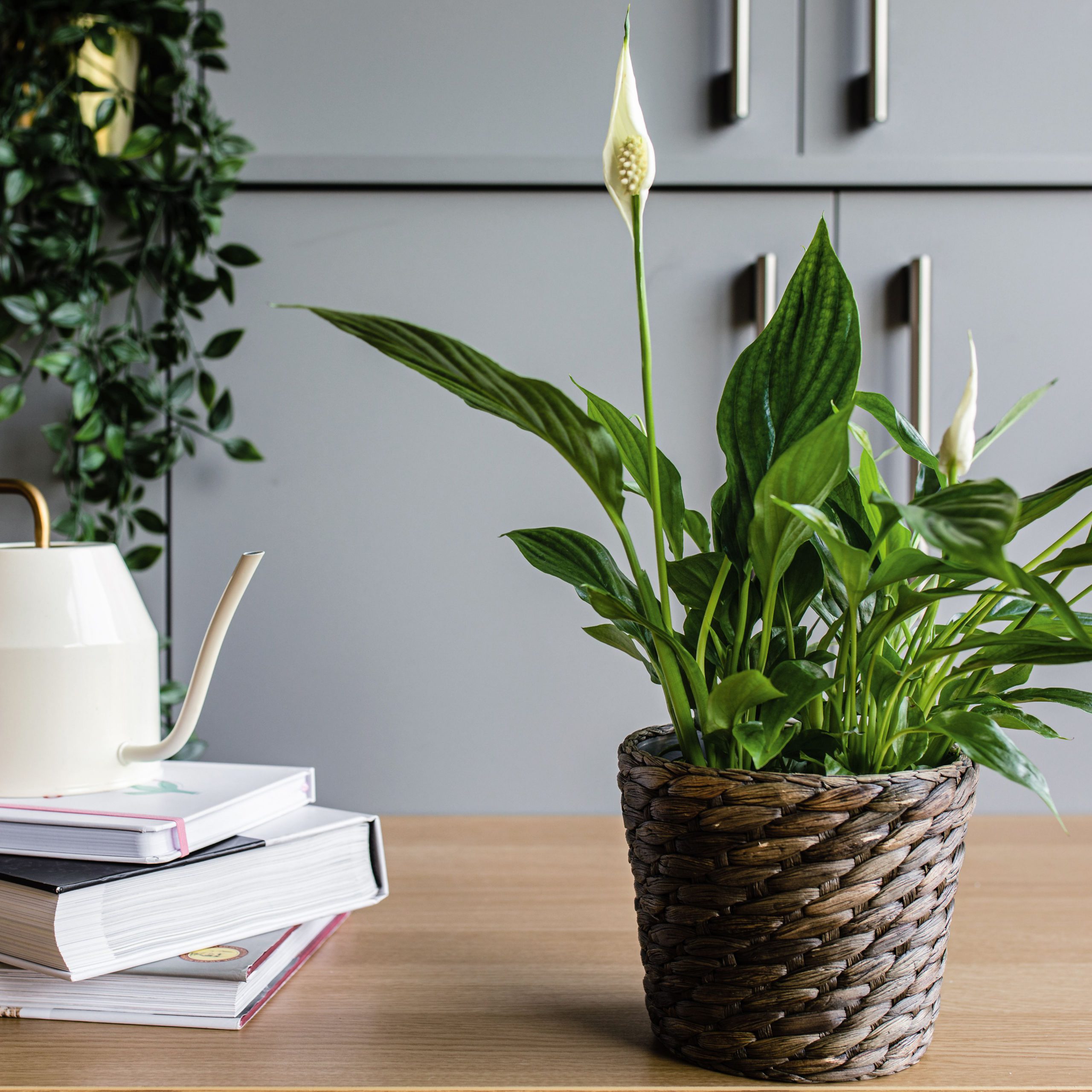 peace lily air purifying house plant