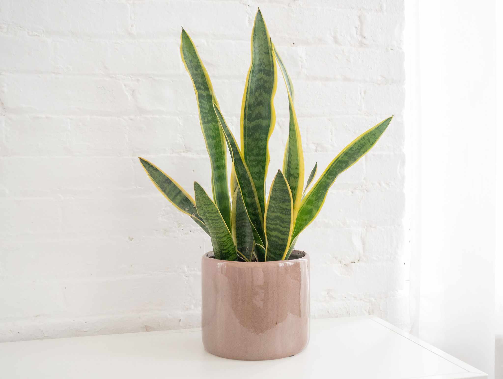 snake plant air purifying house plant
