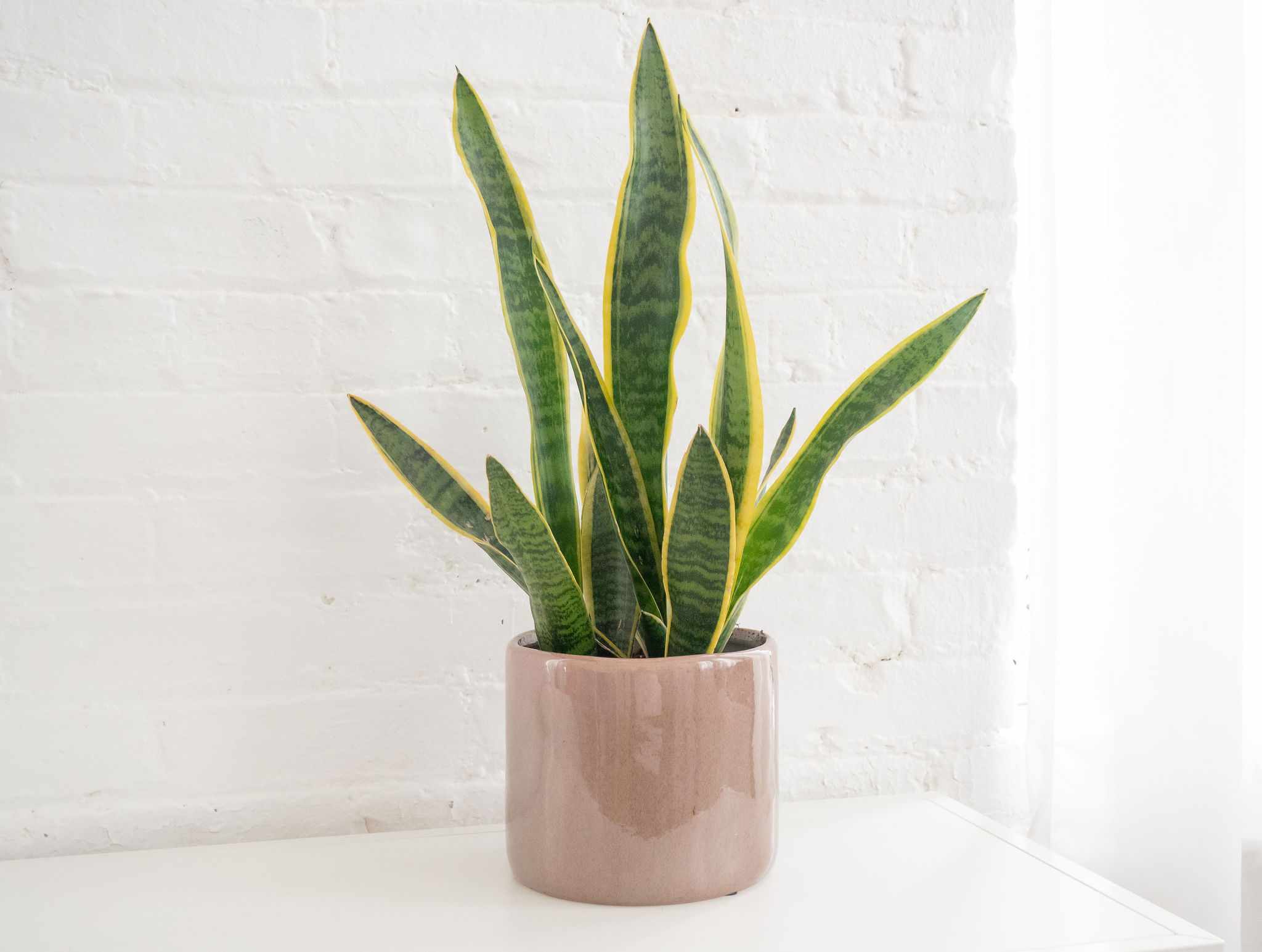 5 Best Air Purifying Plants For The Home Plants Spark Joy