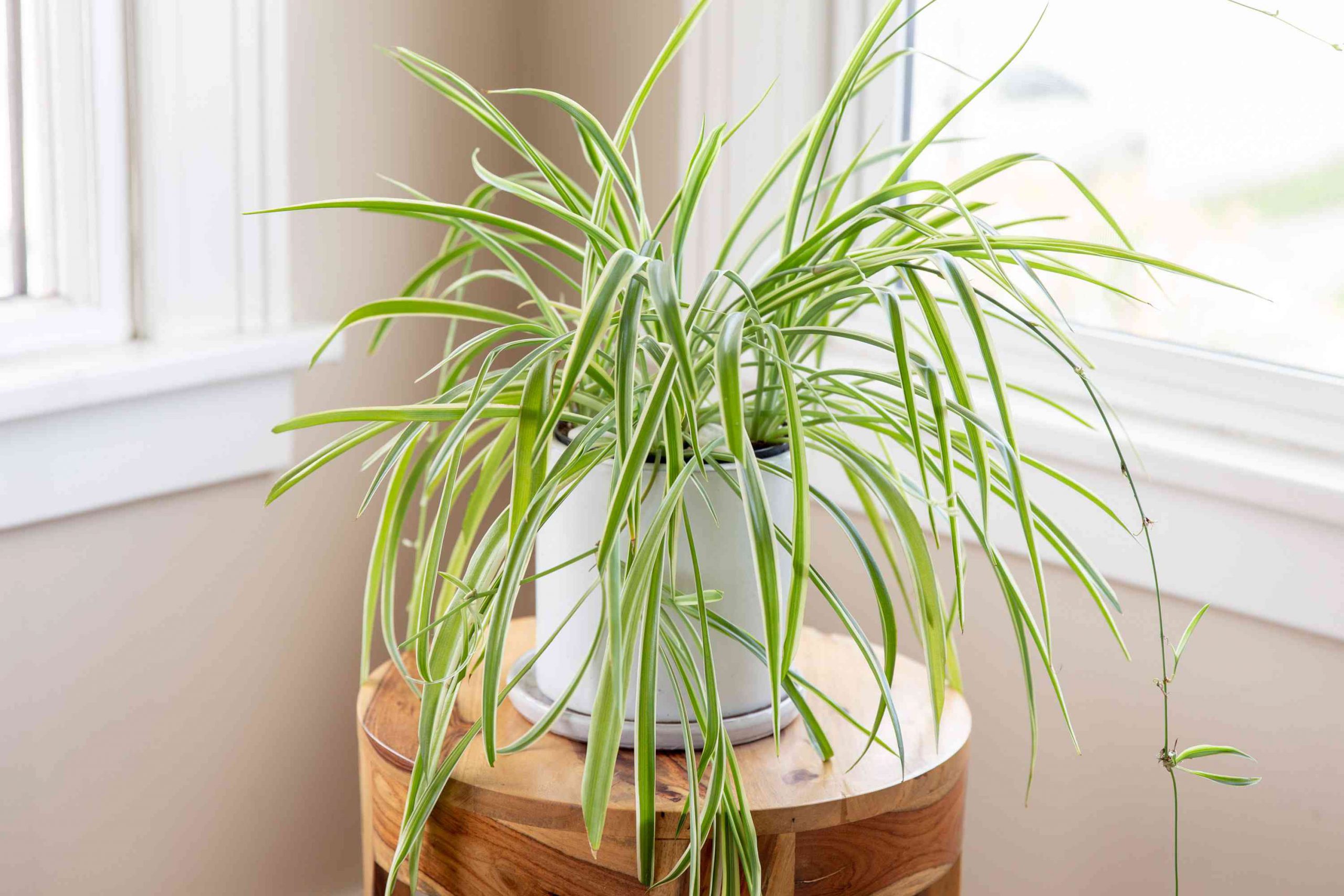 spider plant air purifying house plant
