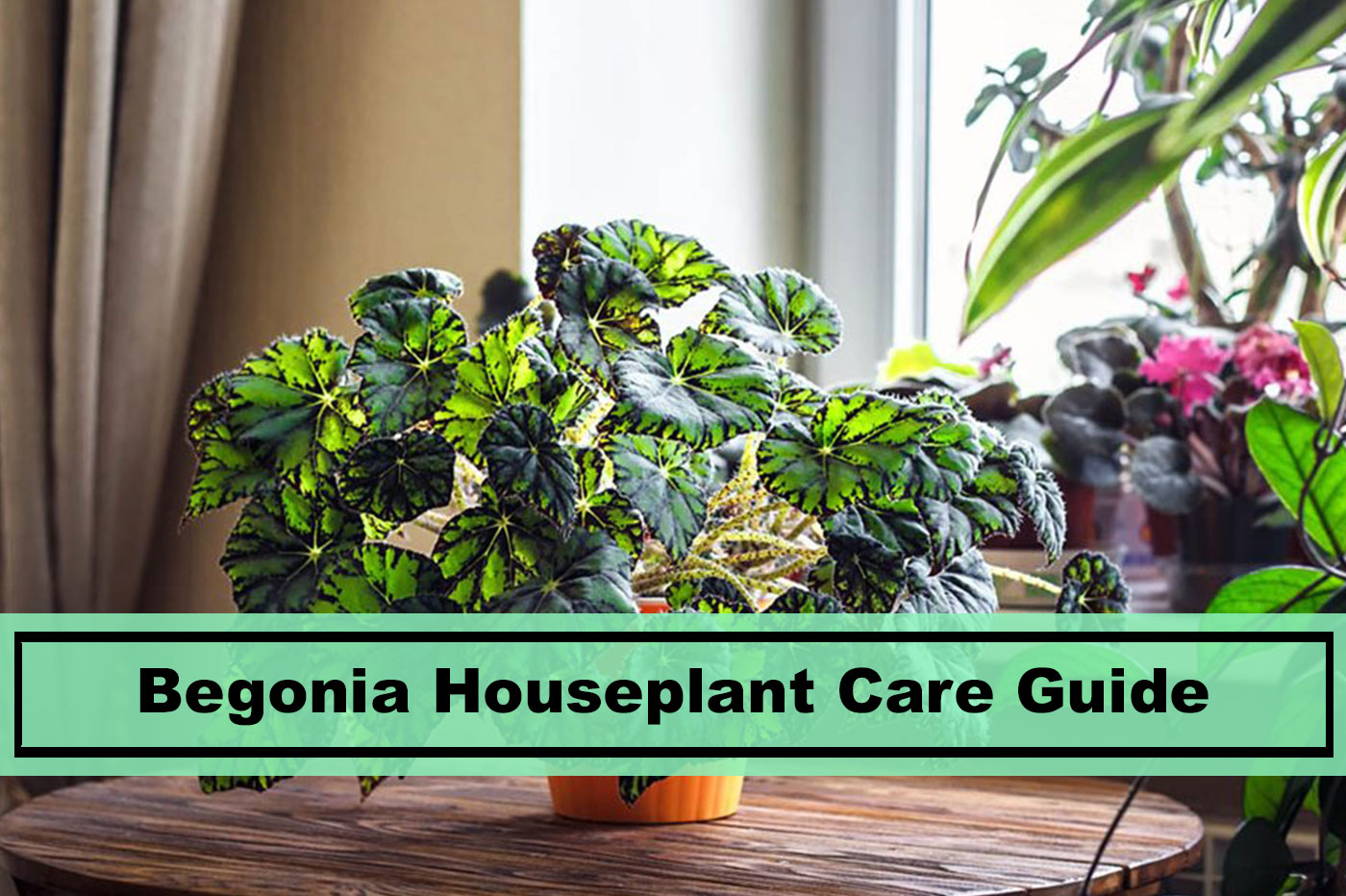 begonia houseplant care tips