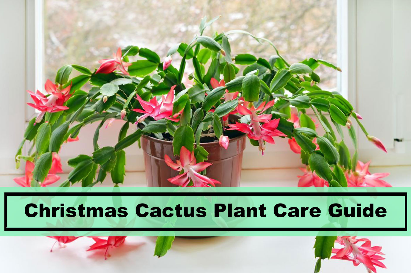 Caring tips for Christmas Cactus Plants