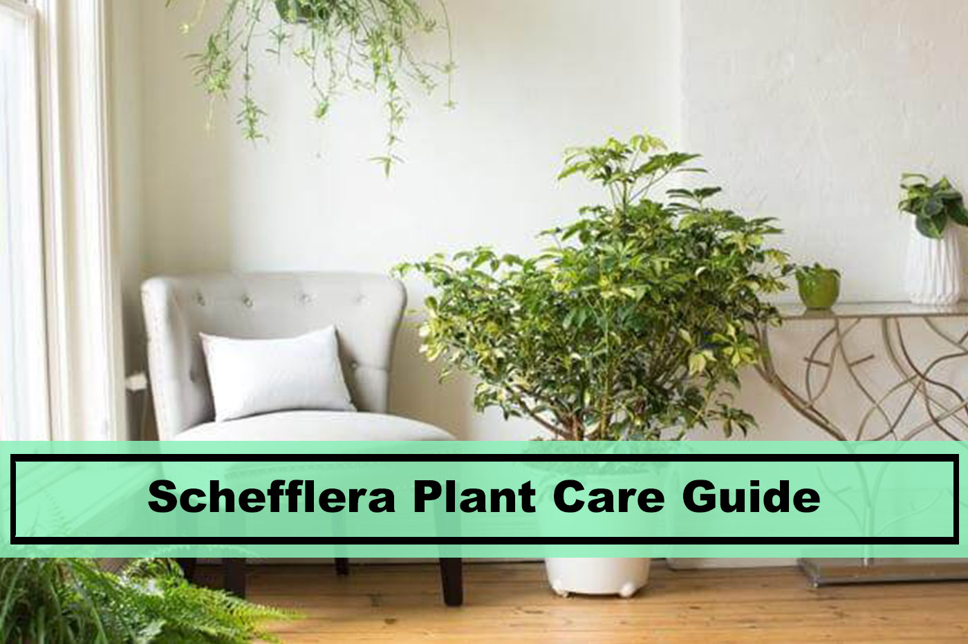 schefflera indoor house plant