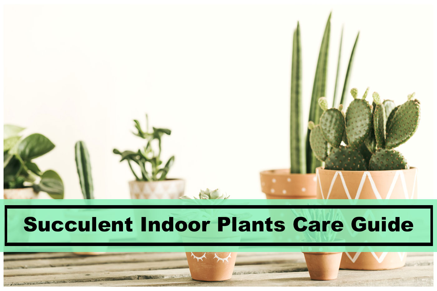succulent indoor plants