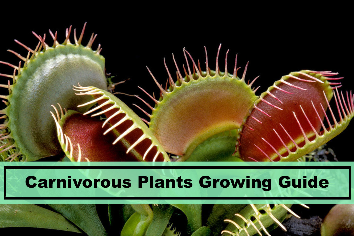 growing carnivorous plants indoors guide