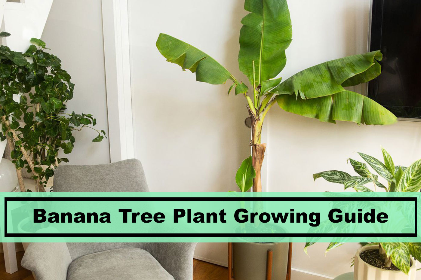 banana tree plant growing indoors