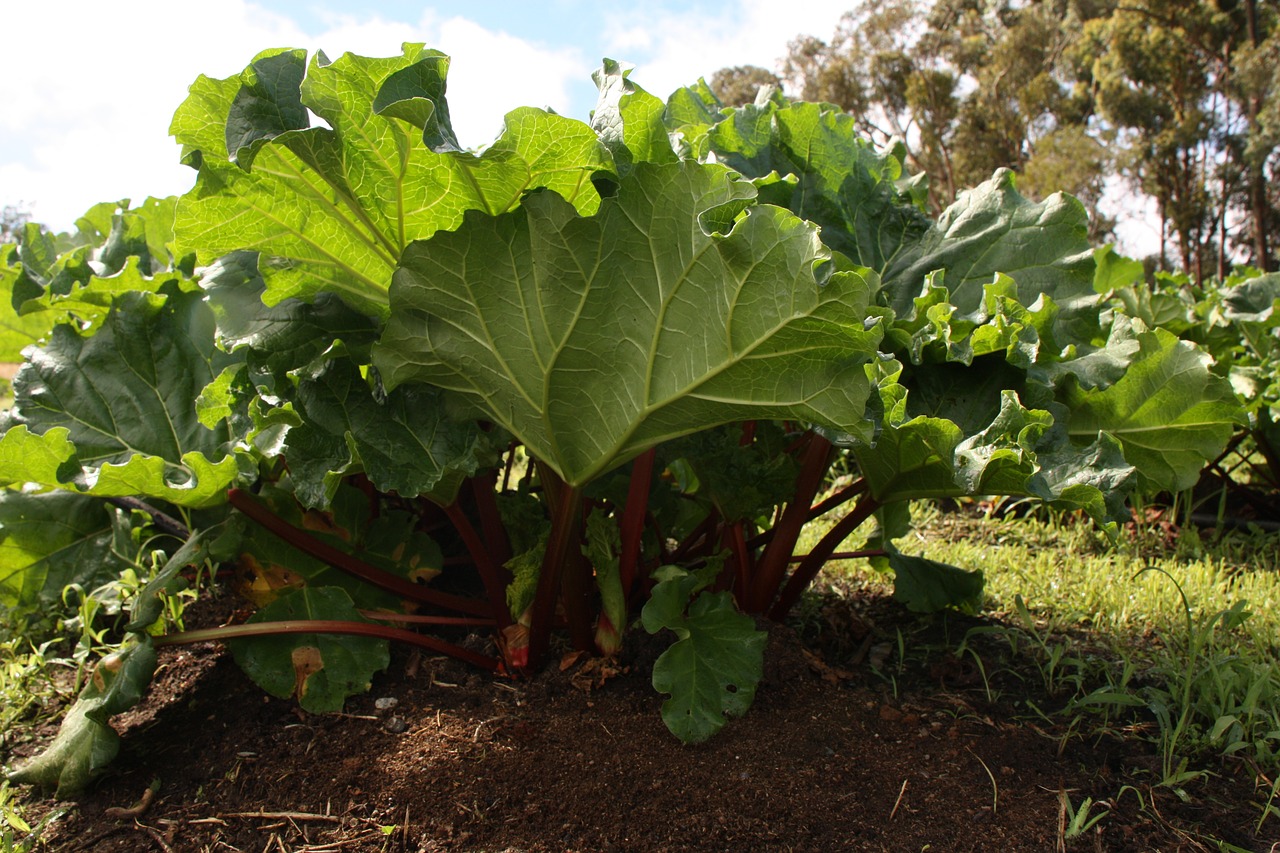 large rhubarb growing from the ground