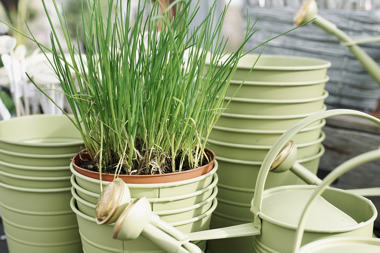 growing chives in a bucket