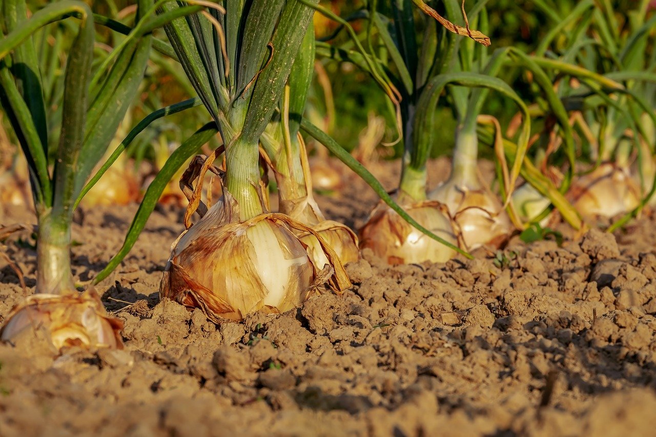 close up of growing onions