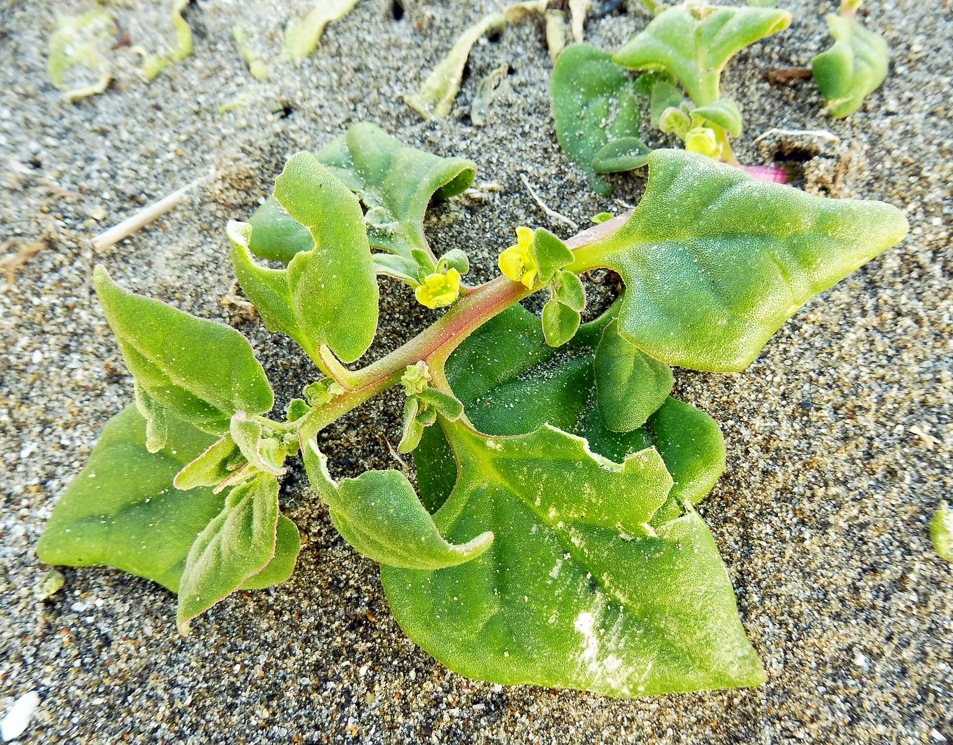 Beautiful New Zealand Spinach
